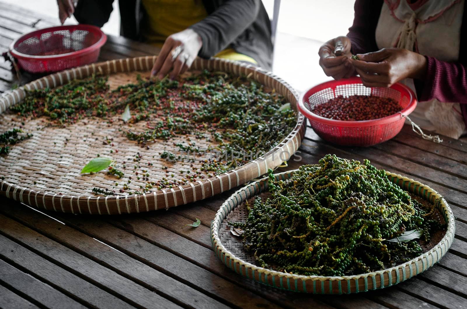 farm workers sorting fresh pepper peppercorns in kampot cambodia by jackmalipan