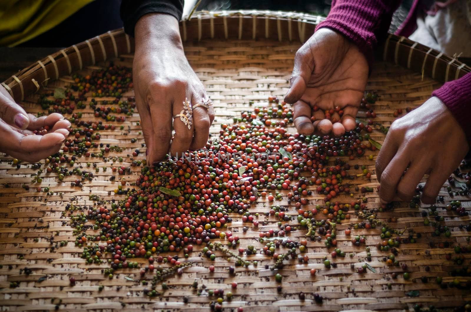 farm workers sorting fresh pepper peppercorns in kampot cambodia by jackmalipan