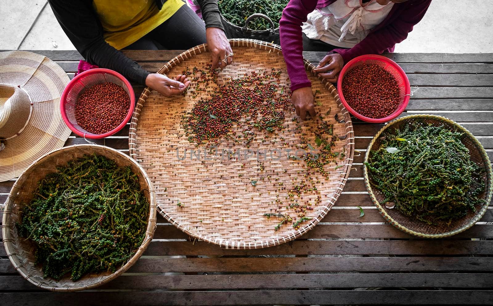 farm workers sorting fresh pepper peppercorns in kampot cambodia by jackmalipan