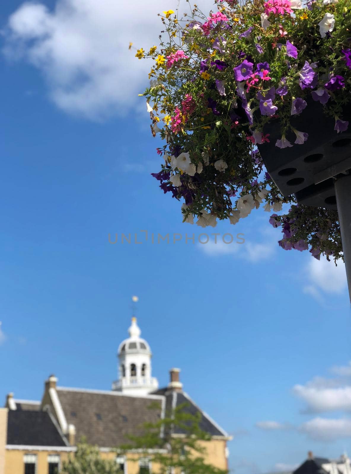 Potted flowers with in the background the Crackstate building in Heerenveen, Friesland The Netherlands