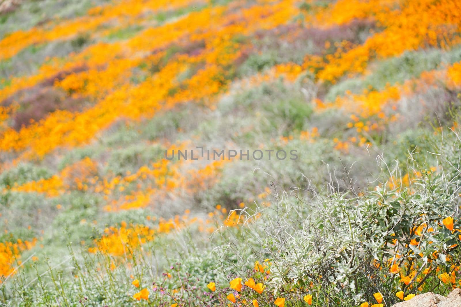 California Golden Poppy and Goldfields blooming in Walker Canyon, Lake Elsinore, CA. USA. Bright orange poppy flowers during California desert super bloom spring season.