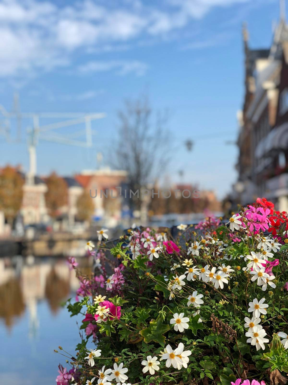 Flowers in Sneek during autumn, Friesland The Netherlands