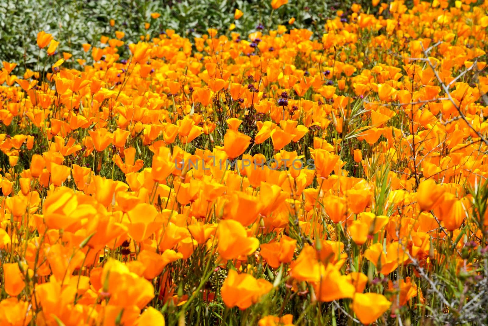 California Golden Poppy and Goldfields blooming in Walker Canyon, Lake Elsinore, CA. USA. Bright orange poppy flowers during California desert super bloom spring season.