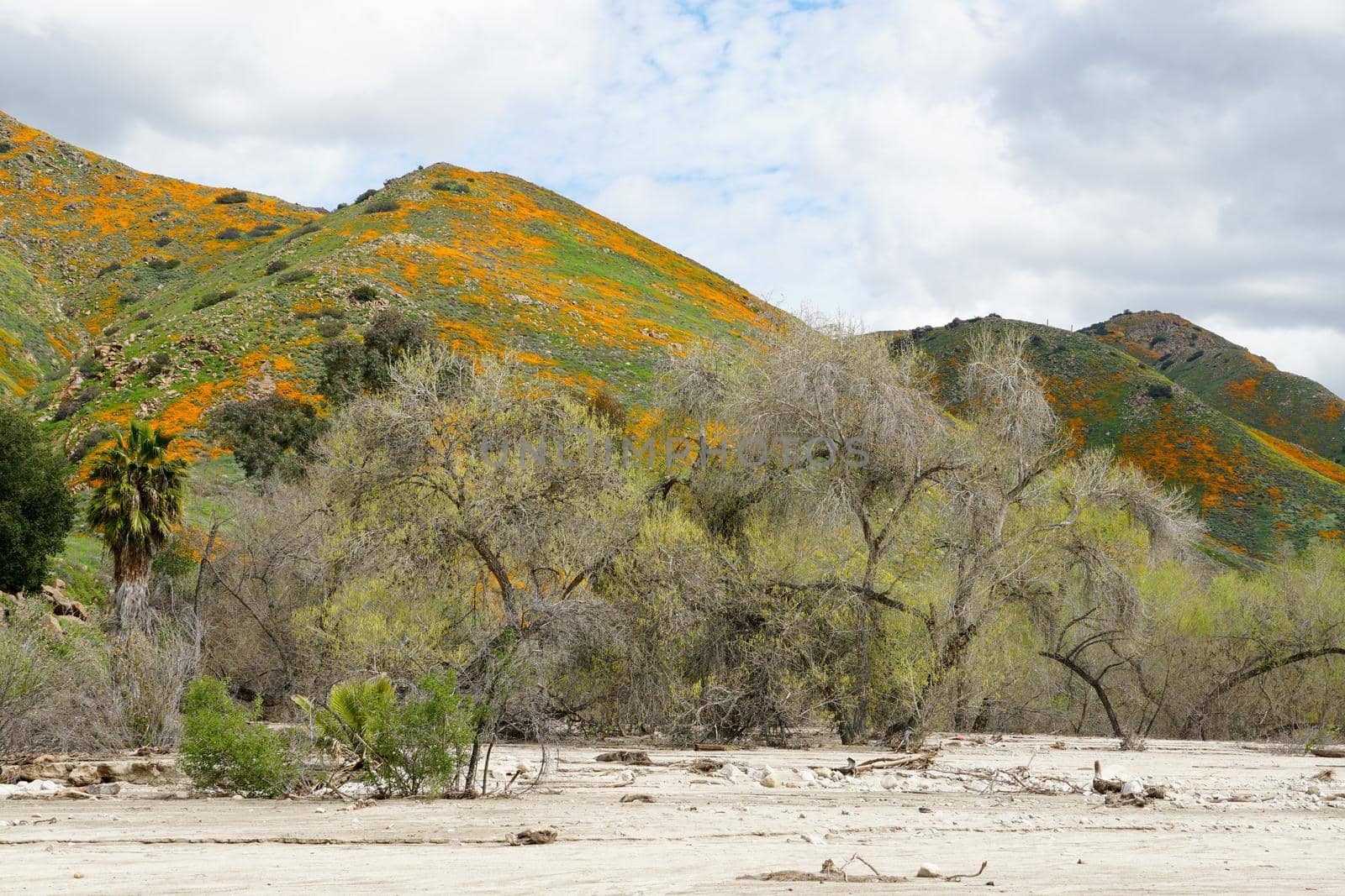 California Golden Poppy and Goldfields blooming in Walker Canyon, Lake Elsinore, CA. USA. Bright orange poppy flowers during California desert super bloom spring season.