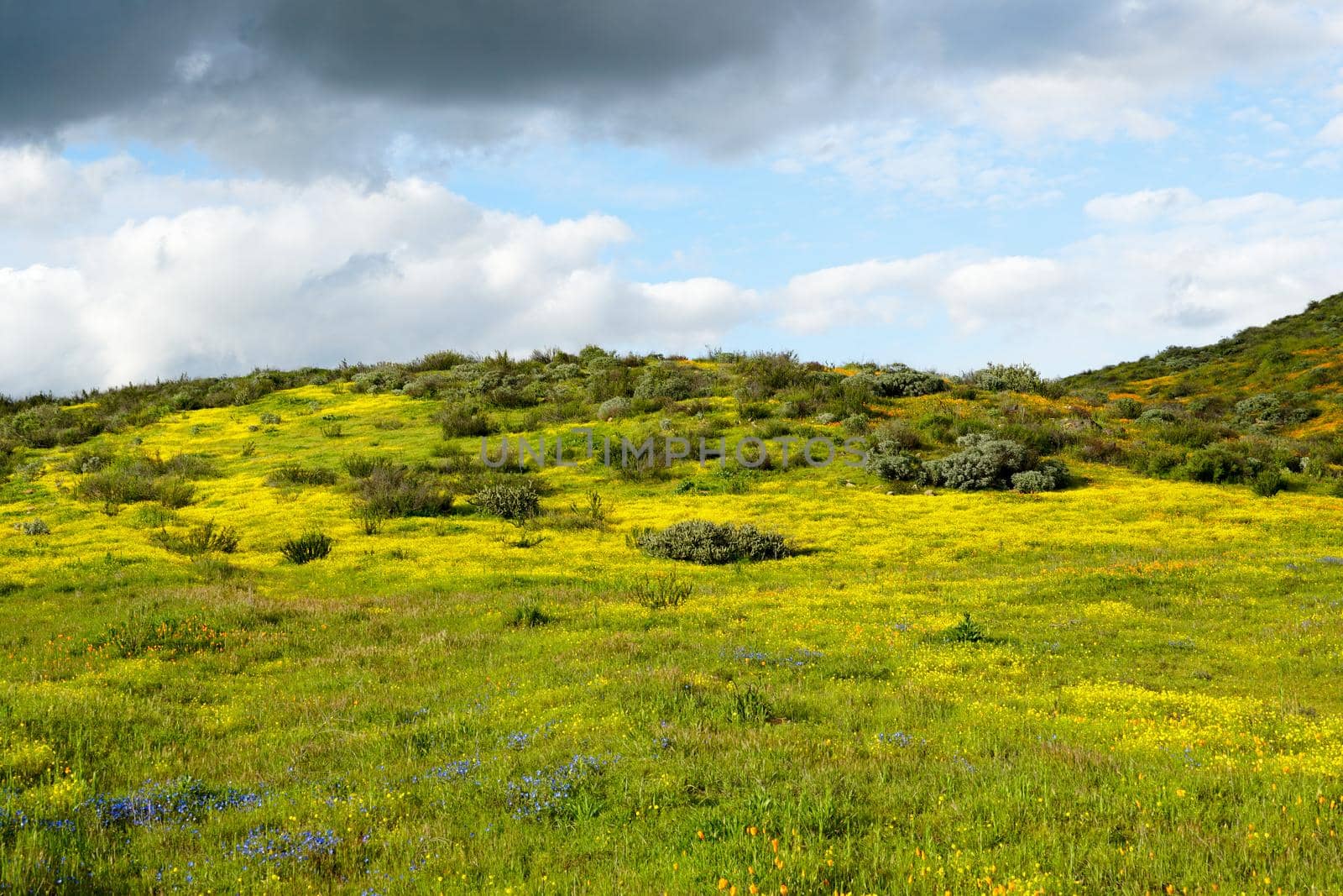 California Golden Poppy and Goldfields blooming in Walker Canyon, Lake Elsinore, CA. USA. Bright orange poppy flowers during California desert super bloom spring season.