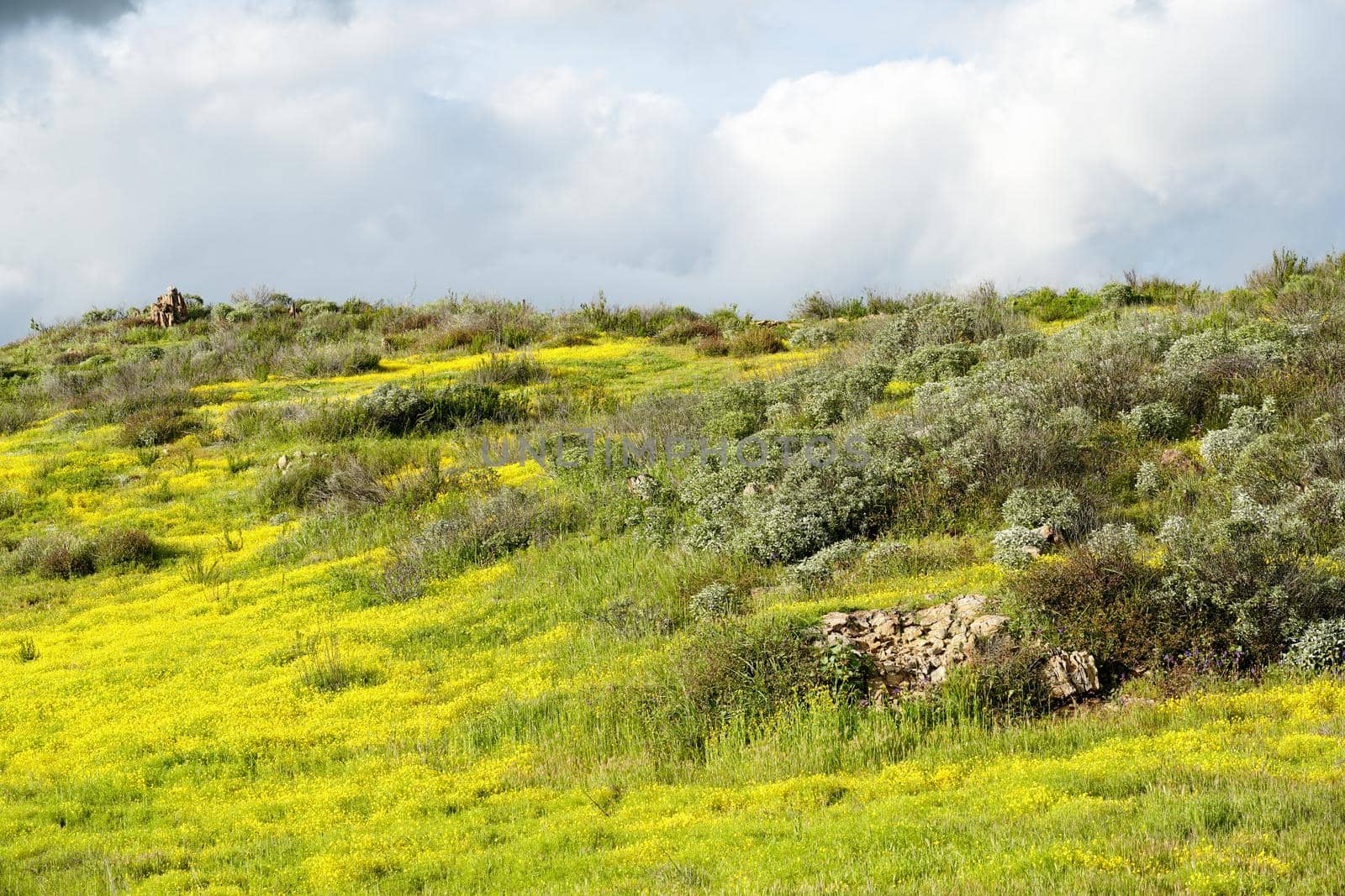 California Golden Poppy and Goldfields blooming in Walker Canyon, Lake Elsinore, CA. USA. Bright orange poppy flowers during California desert super bloom spring season.