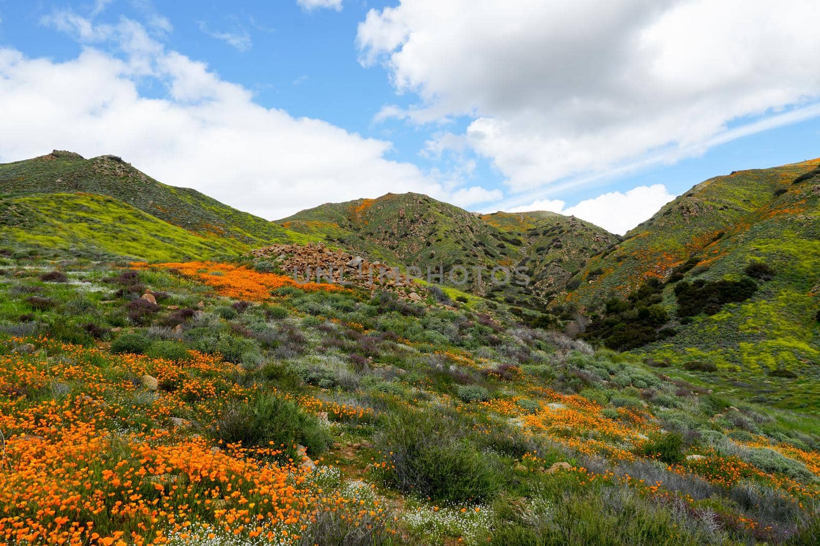 California Golden Poppy and Goldfields blooming in Walker Canyon, Lake Elsinore, CA. USA. Bright orange poppy flowers during California desert super bloom spring season.