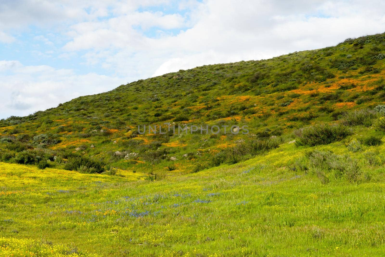 California Golden Poppy and Goldfields blooming in Walker Canyon, Lake Elsinore, CA. USA. Bright orange poppy flowers during California desert super bloom spring season.