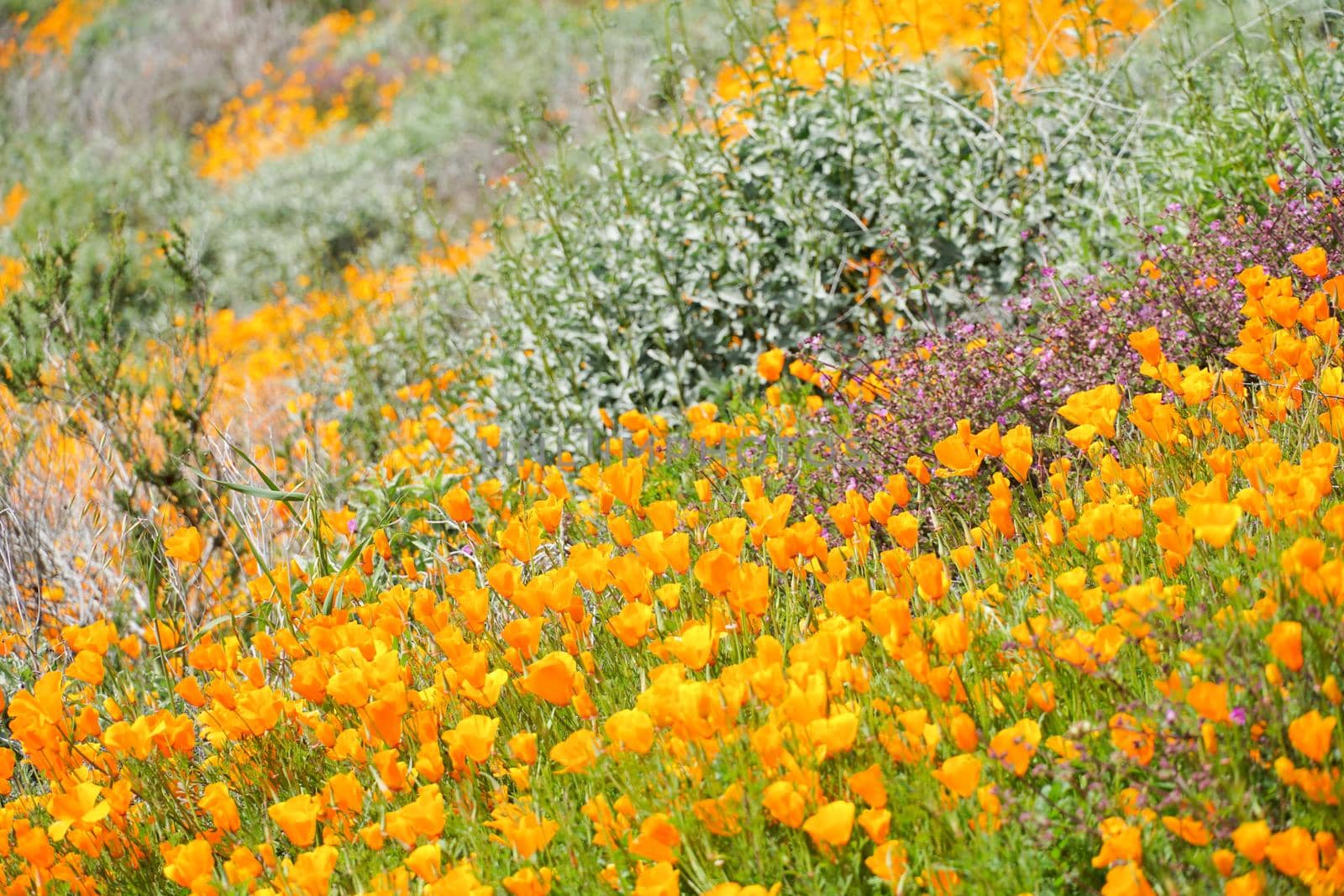 California Golden Poppy and Goldfields blooming in Walker Canyon, Lake Elsinore, CA. USA. by Bonandbon