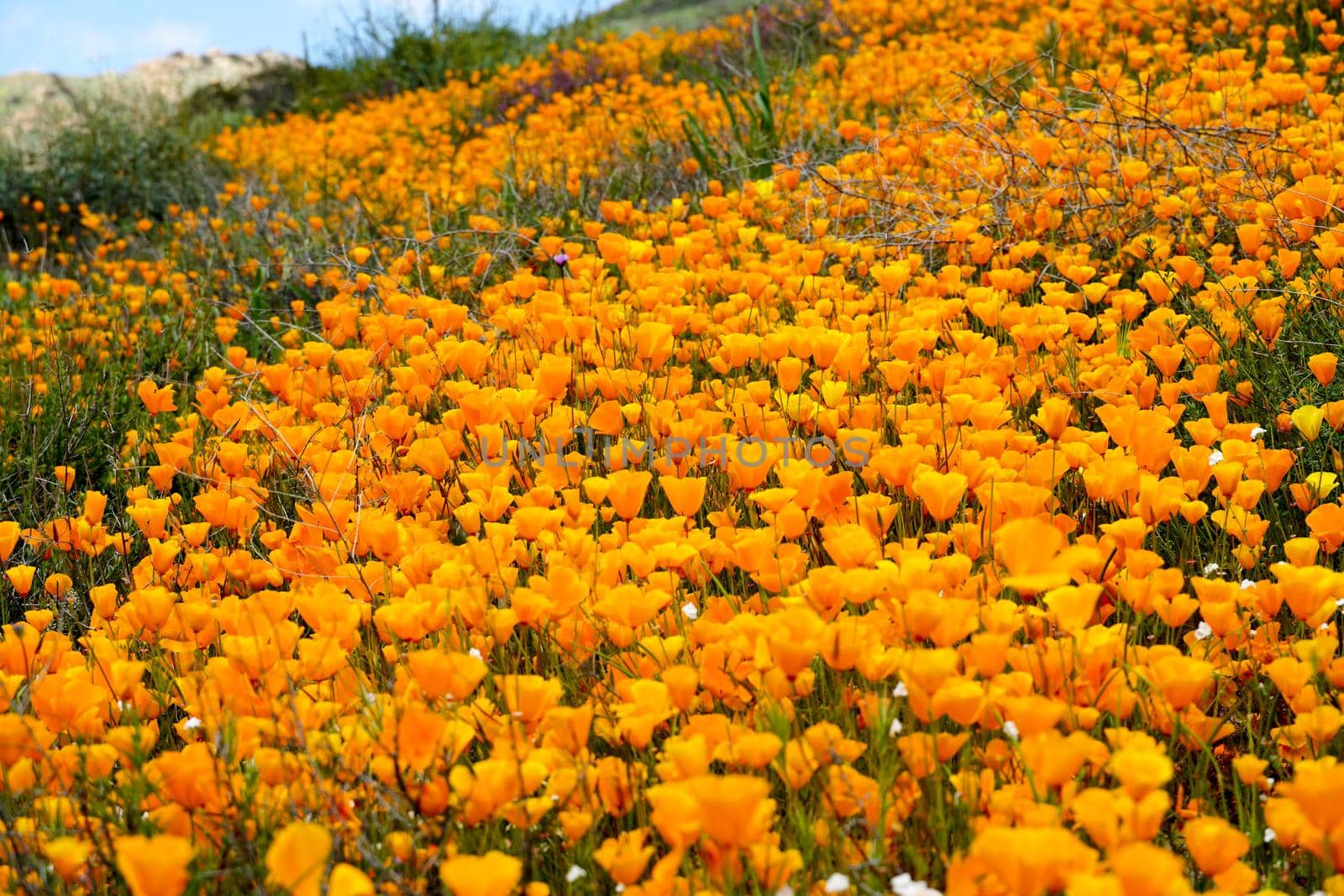 California Golden Poppy and Goldfields blooming in Walker Canyon, Lake Elsinore, CA. USA. Bright orange poppy flowers during California desert super bloom spring season.