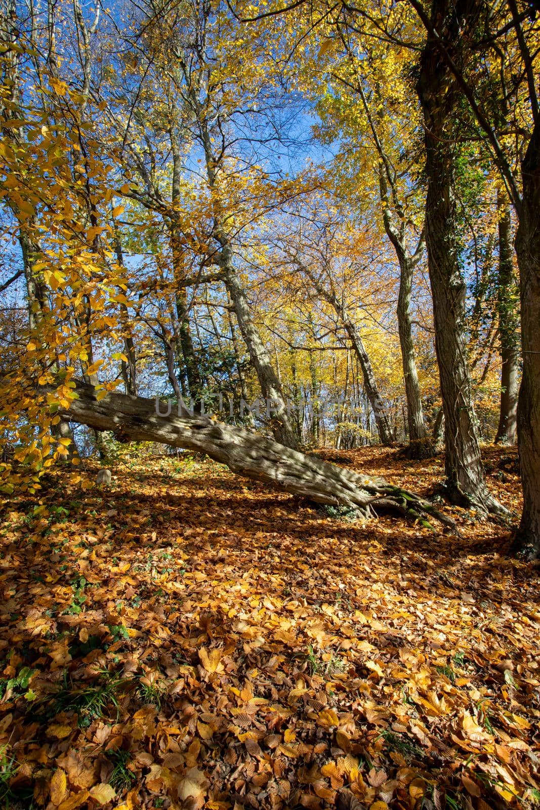 Beautiful forest in autumn, bright sunny day with colorful leaves on the floor