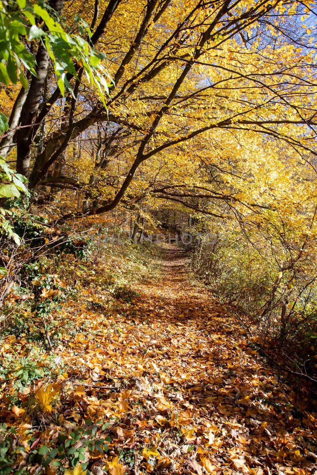 Beautiful forest in autumn, bright sunny day with colorful leaves on the floor