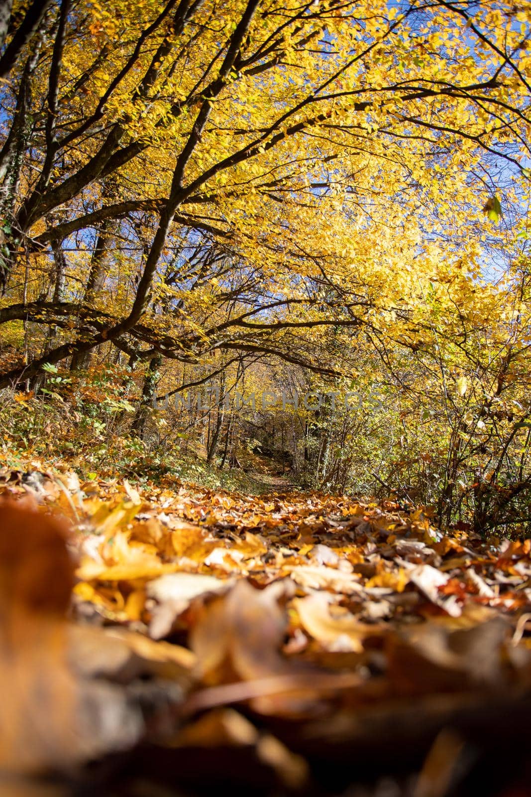 Beautiful forest in autumn, bright sunny day with colorful leaves on the floor