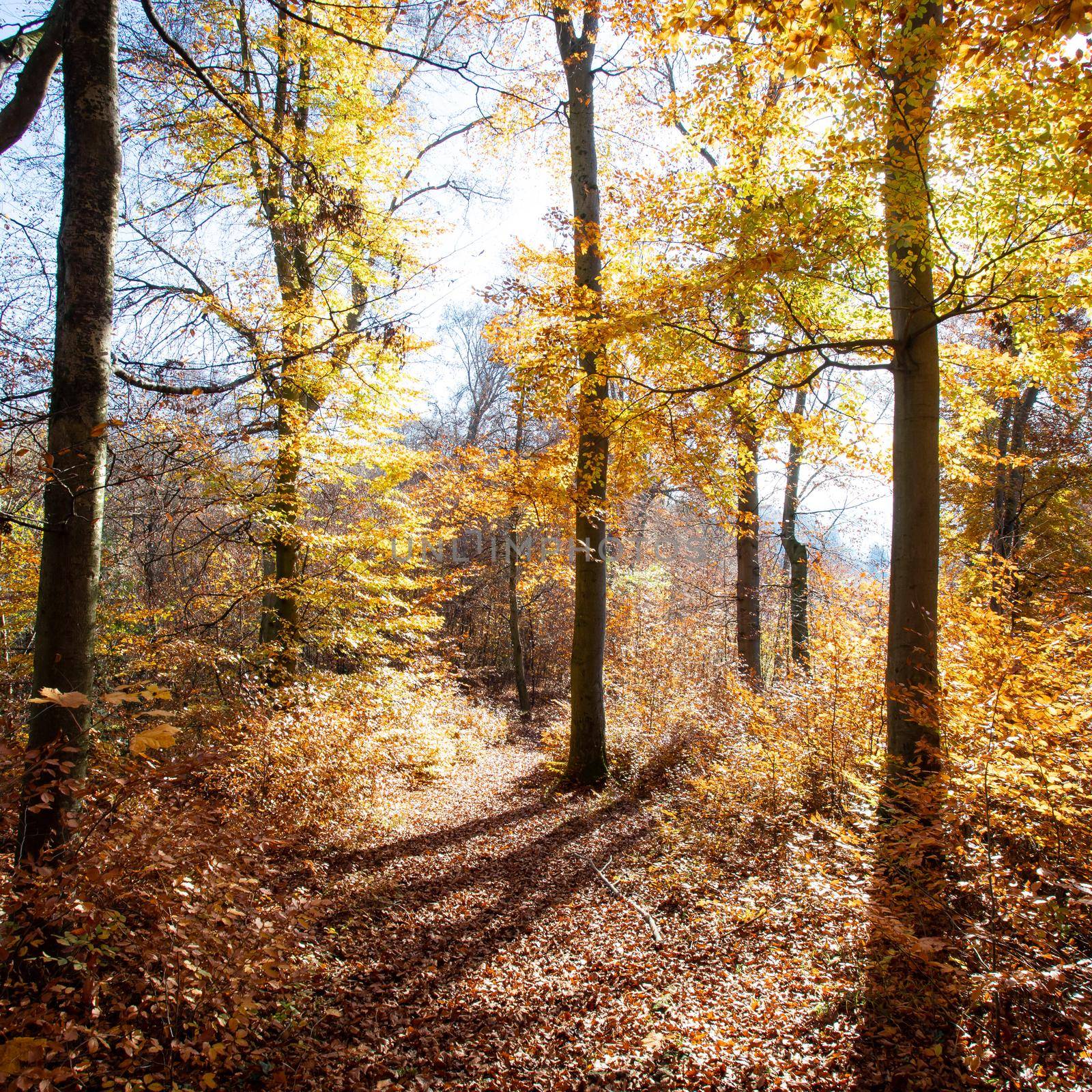 Forest landscape in autumn: Colorful leaves, sunbeams and positive atmosphere by Daxenbichler