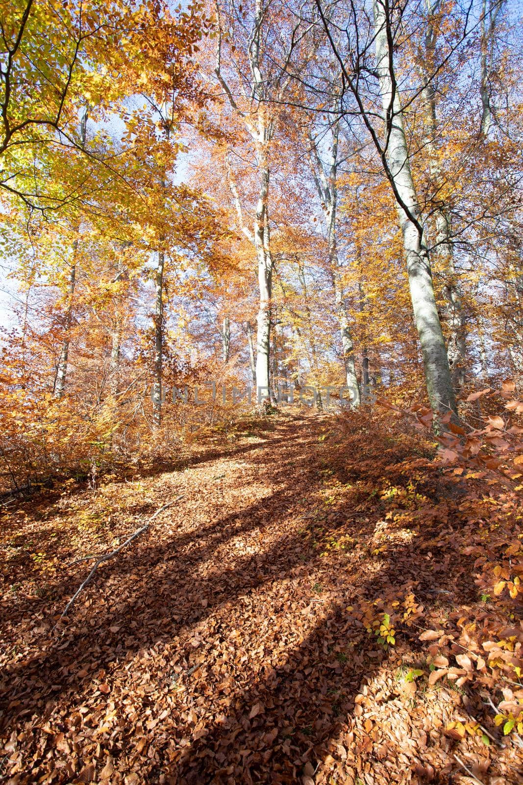 Beautiful forest in autumn, bright sunny day with colorful leaves on the floor