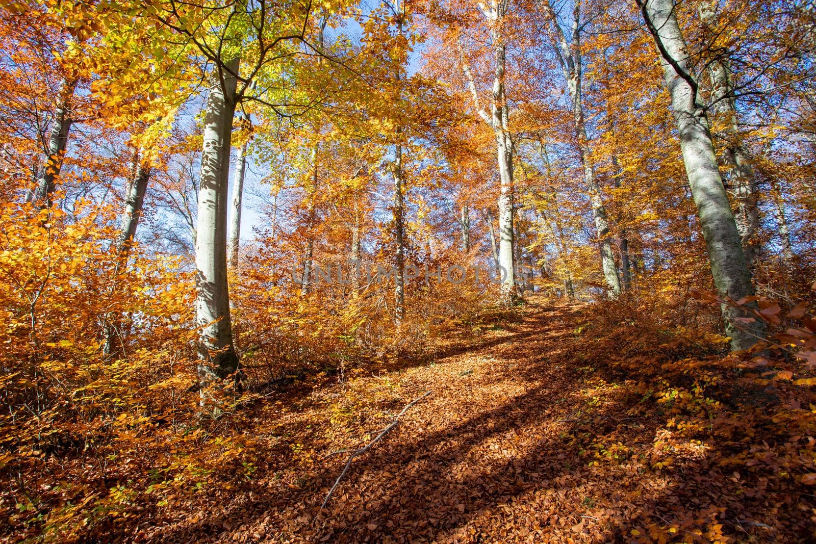 Beautiful forest in autumn, bright sunny day with colorful leaves on the floor