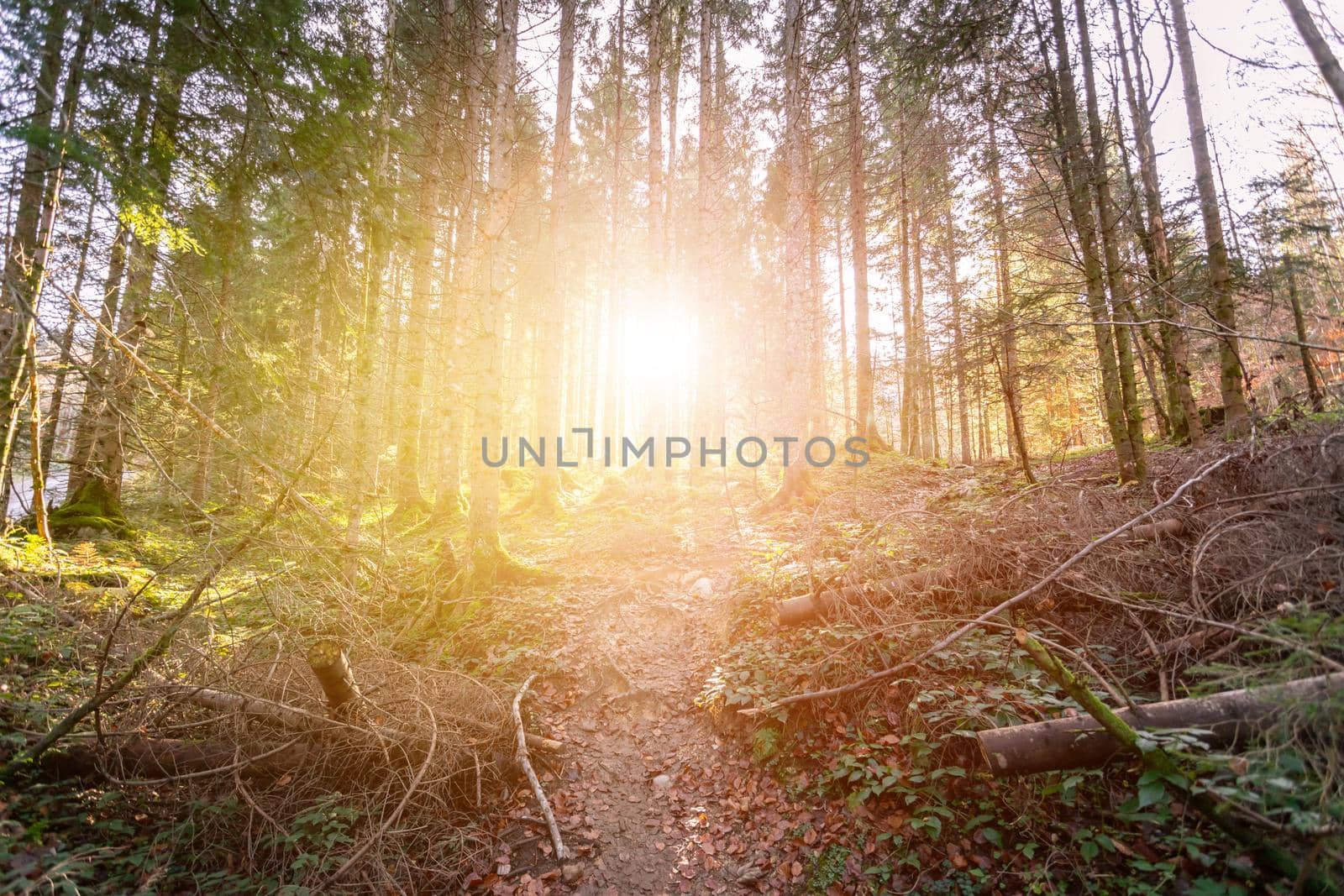 Impressive sunset in the forest: Tree trunks, sunbeams, light and shadow by Daxenbichler