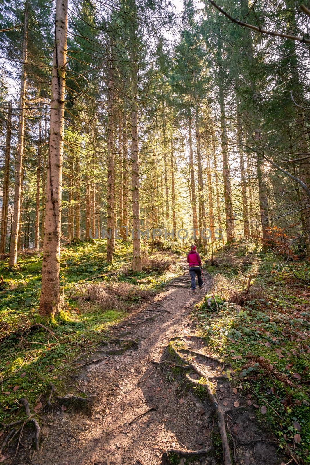 Girl in sportswear hiking in autumnal forest, warm colors