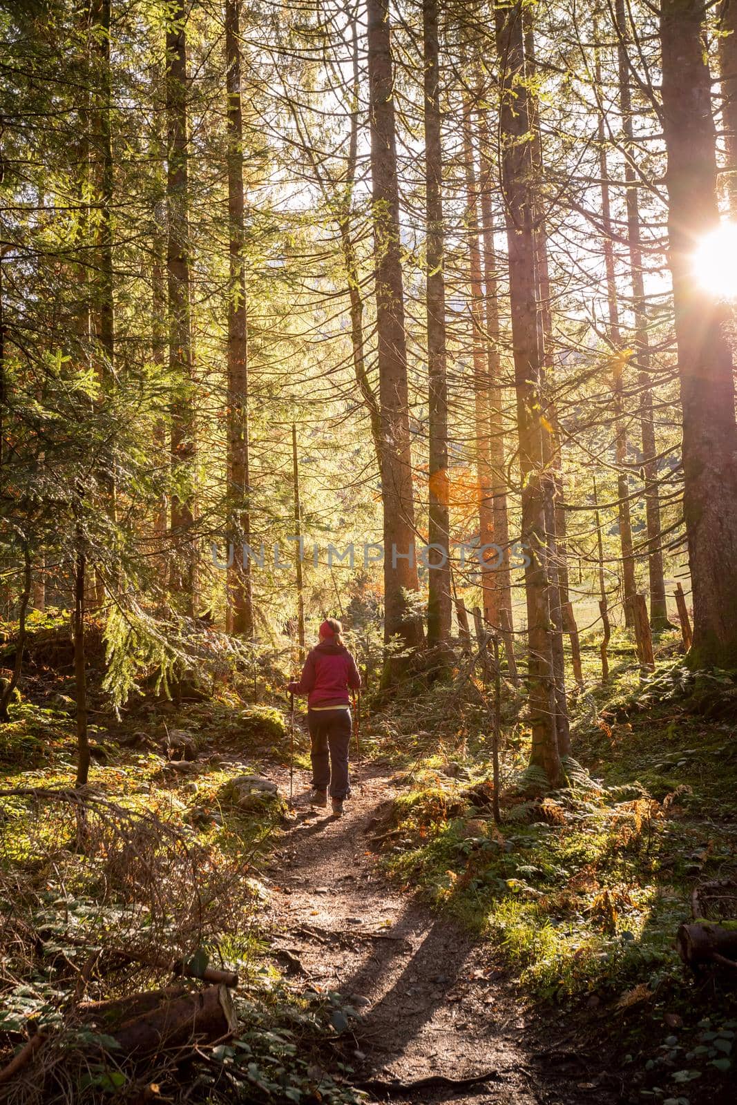 Hiking in the forest, autumn time. Girl in sportswear, sunbeams and warm color by Daxenbichler