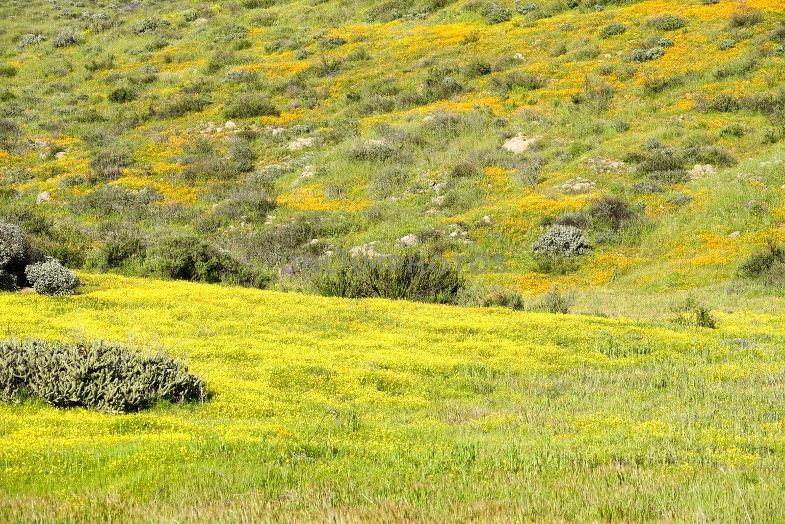 California Golden Poppy and Goldfields blooming in Walker Canyon, Lake Elsinore, CA. USA. by Bonandbon