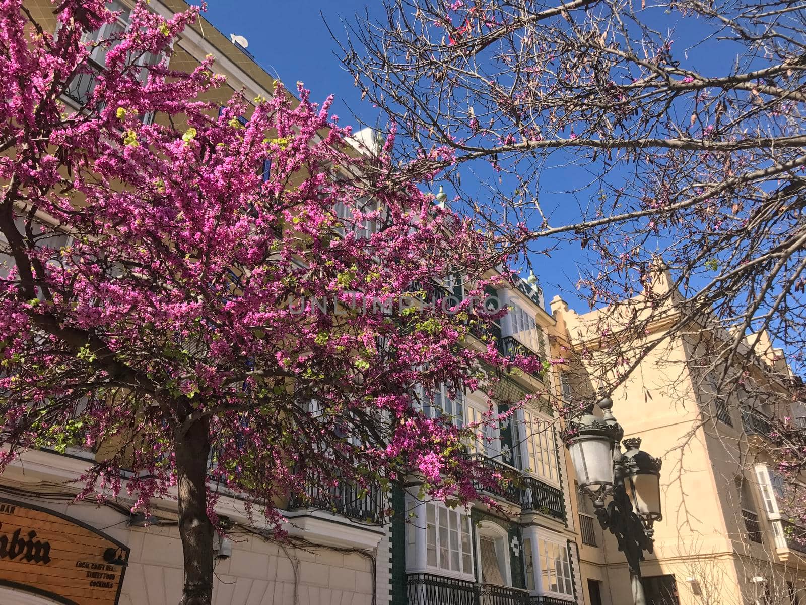 Pink blossom in Cadiz Spain