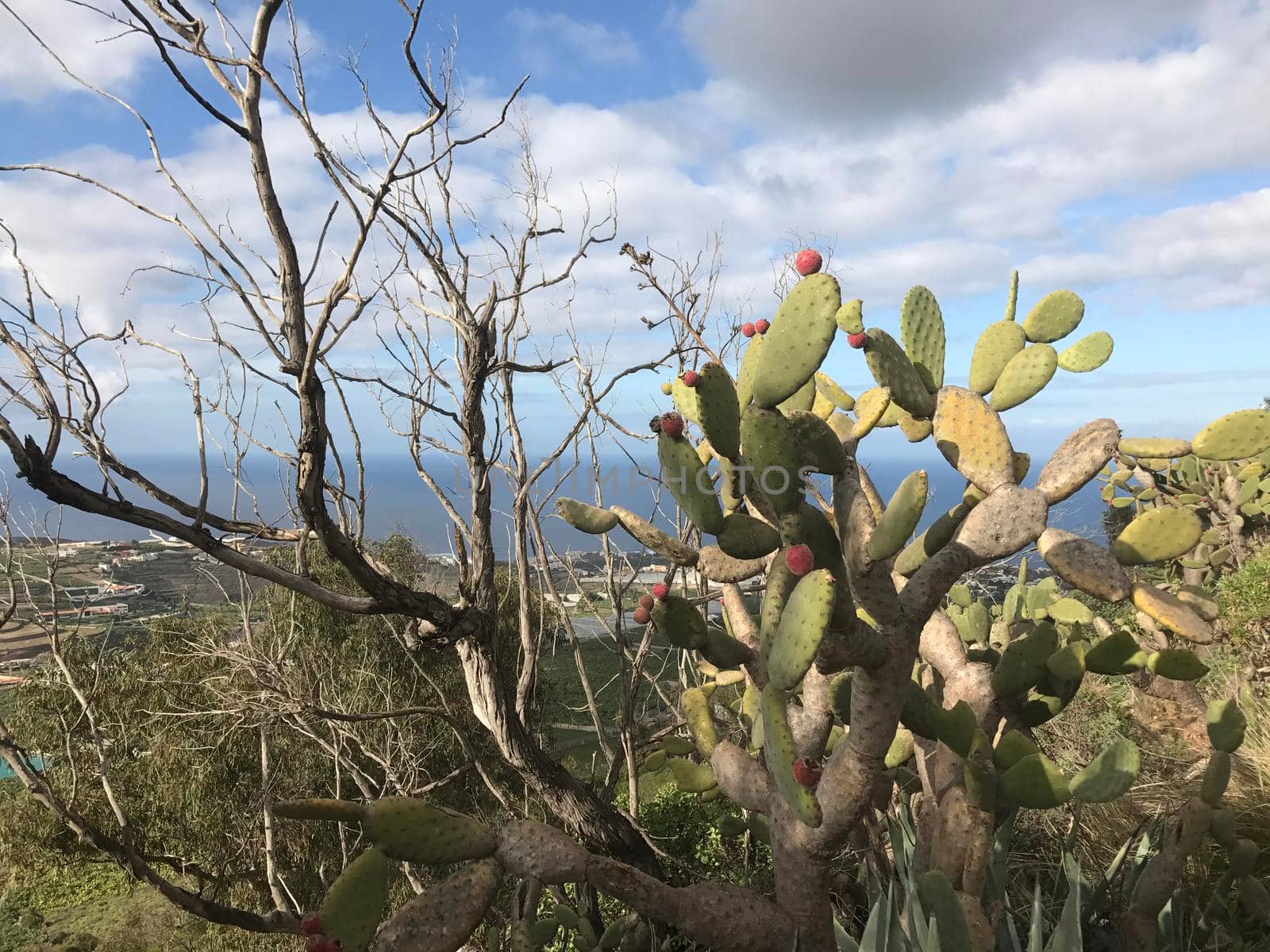 Cactus at mount Arucas by traveltelly