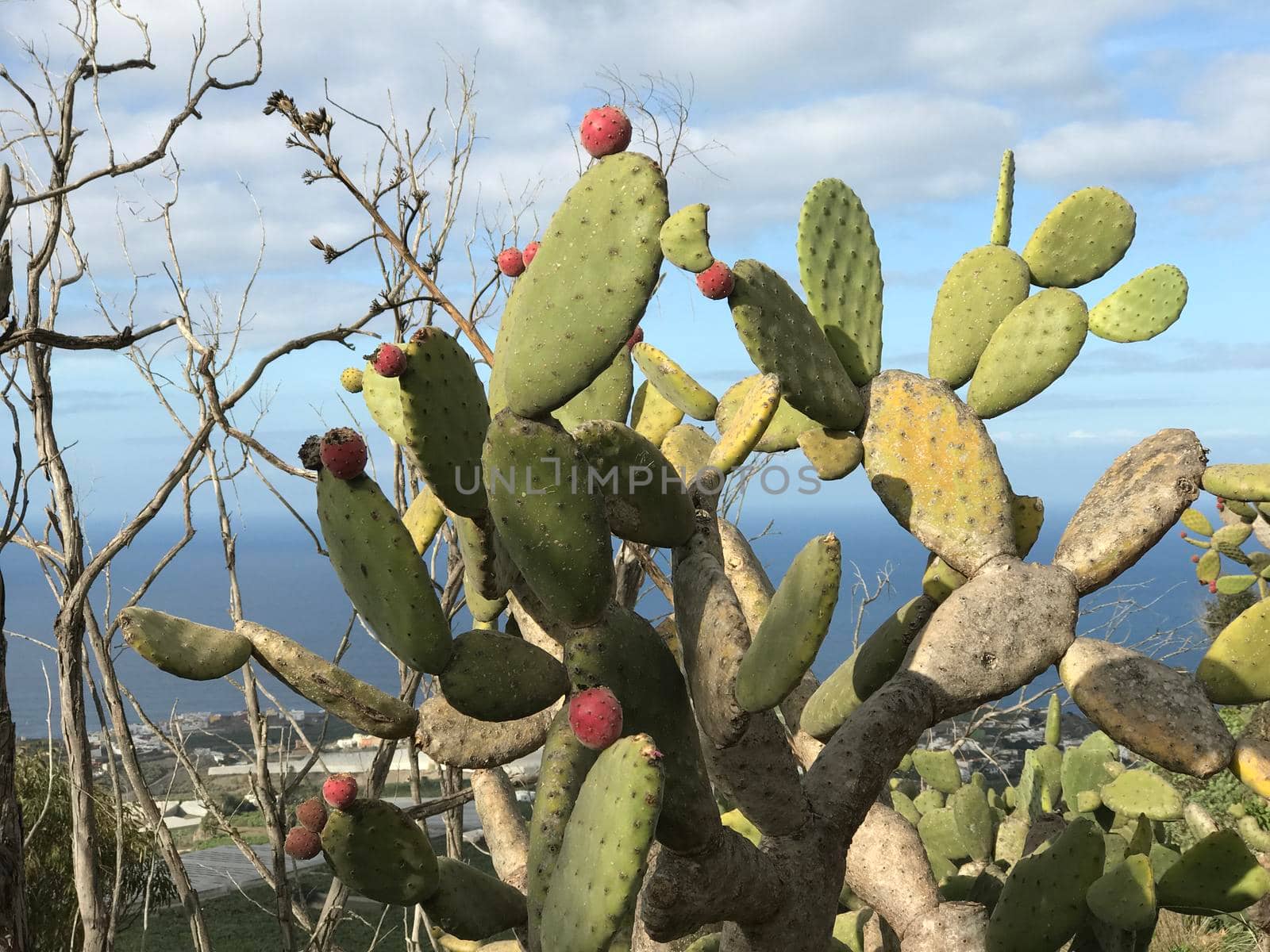 Cactus at mount Arucas  by traveltelly