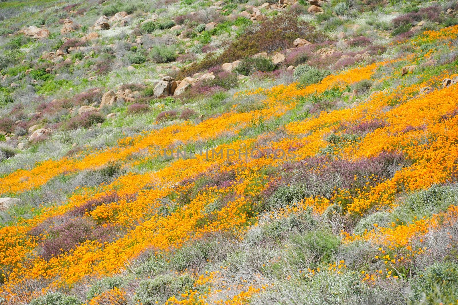 California Golden Poppy and Goldfields blooming in Walker Canyon, Lake Elsinore, CA. USA. Bright orange poppy flowers during California desert super bloom spring season.