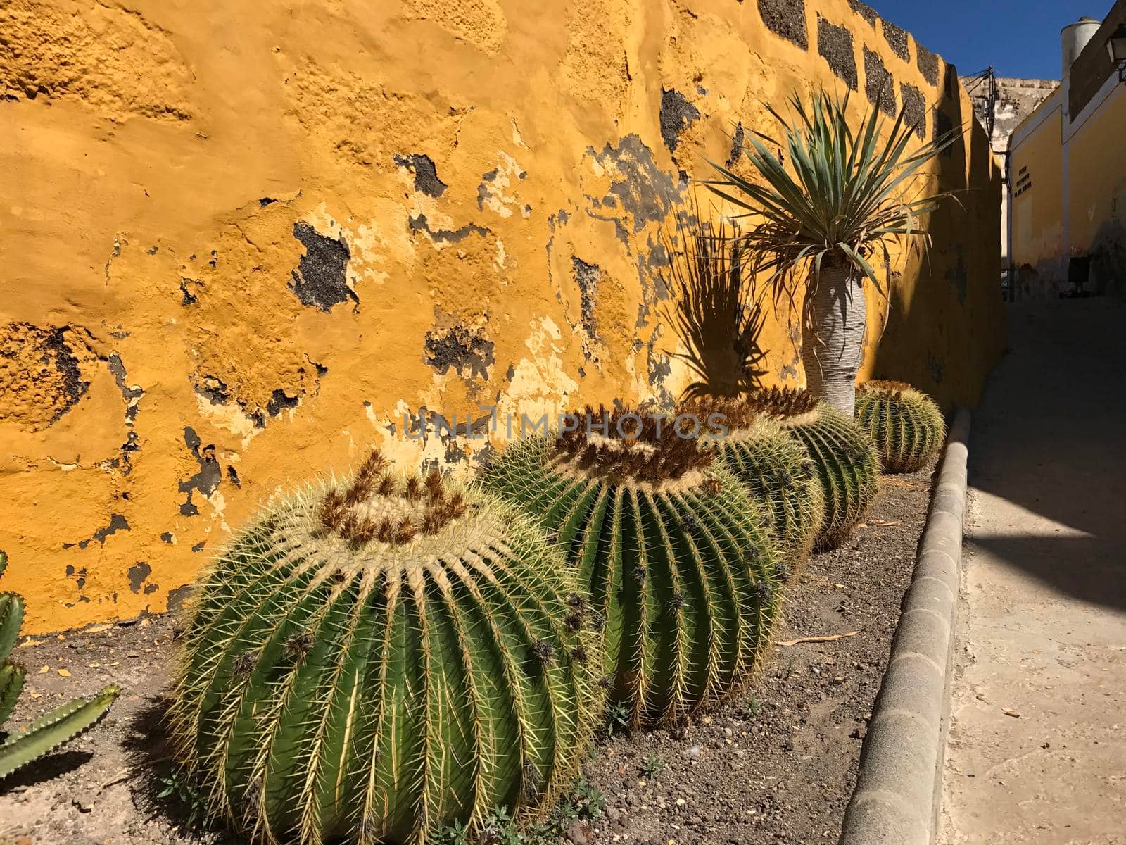 Cactus in Galdar Gran Canaria Canary Islands Spain