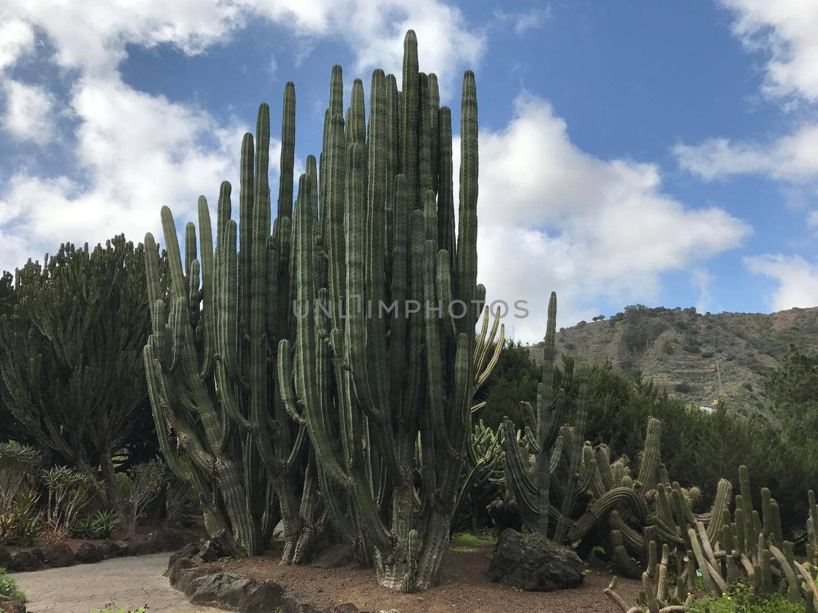 Big cactus at Jardin Canario botanic gardens in Las Palmas Gran Canaria
