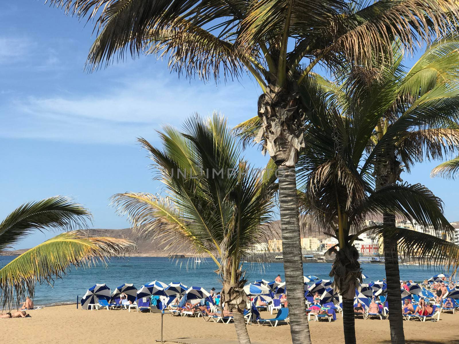 Palmtrees at Playa de Las Canteras in Las Palmas Gran Canaria