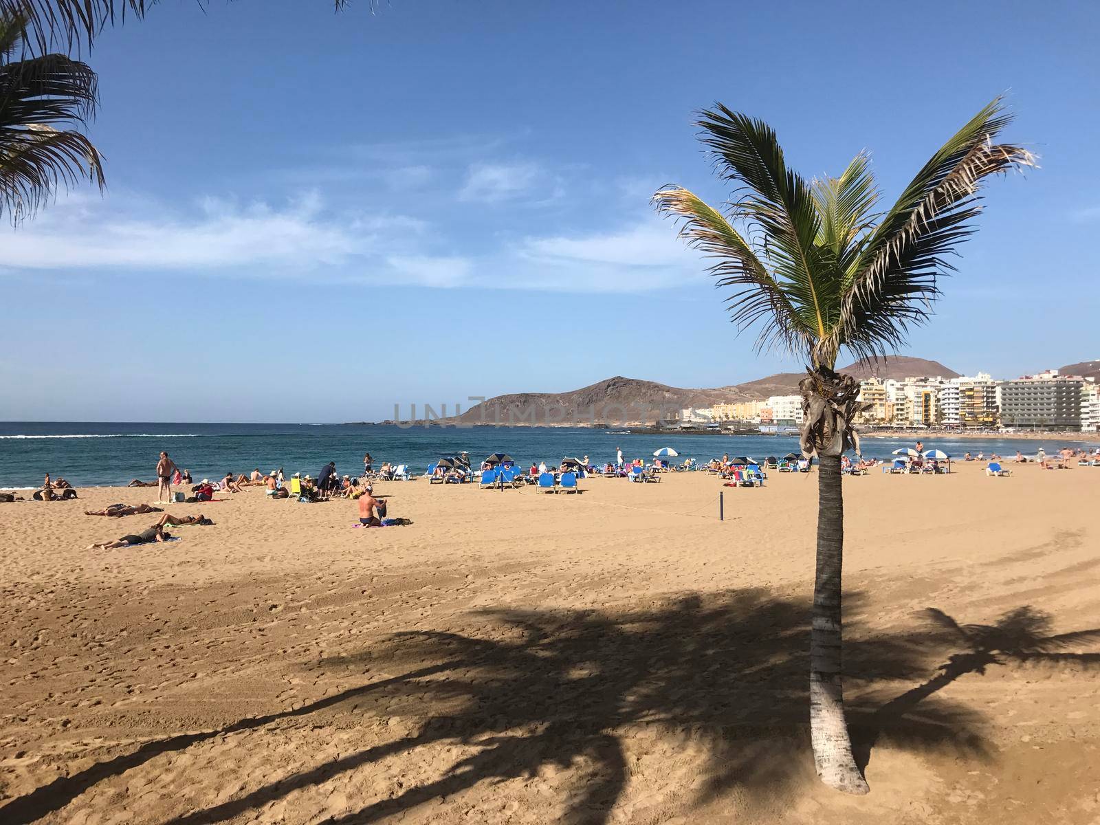 Palmtree at Playa de Las Canteras in Las Palmas Gran Canaria