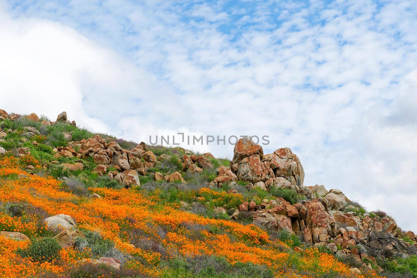 California Golden Poppy and Goldfields blooming in Walker Canyon, Lake Elsinore, CA. USA. Bright orange poppy flowers during California desert super bloom spring season.