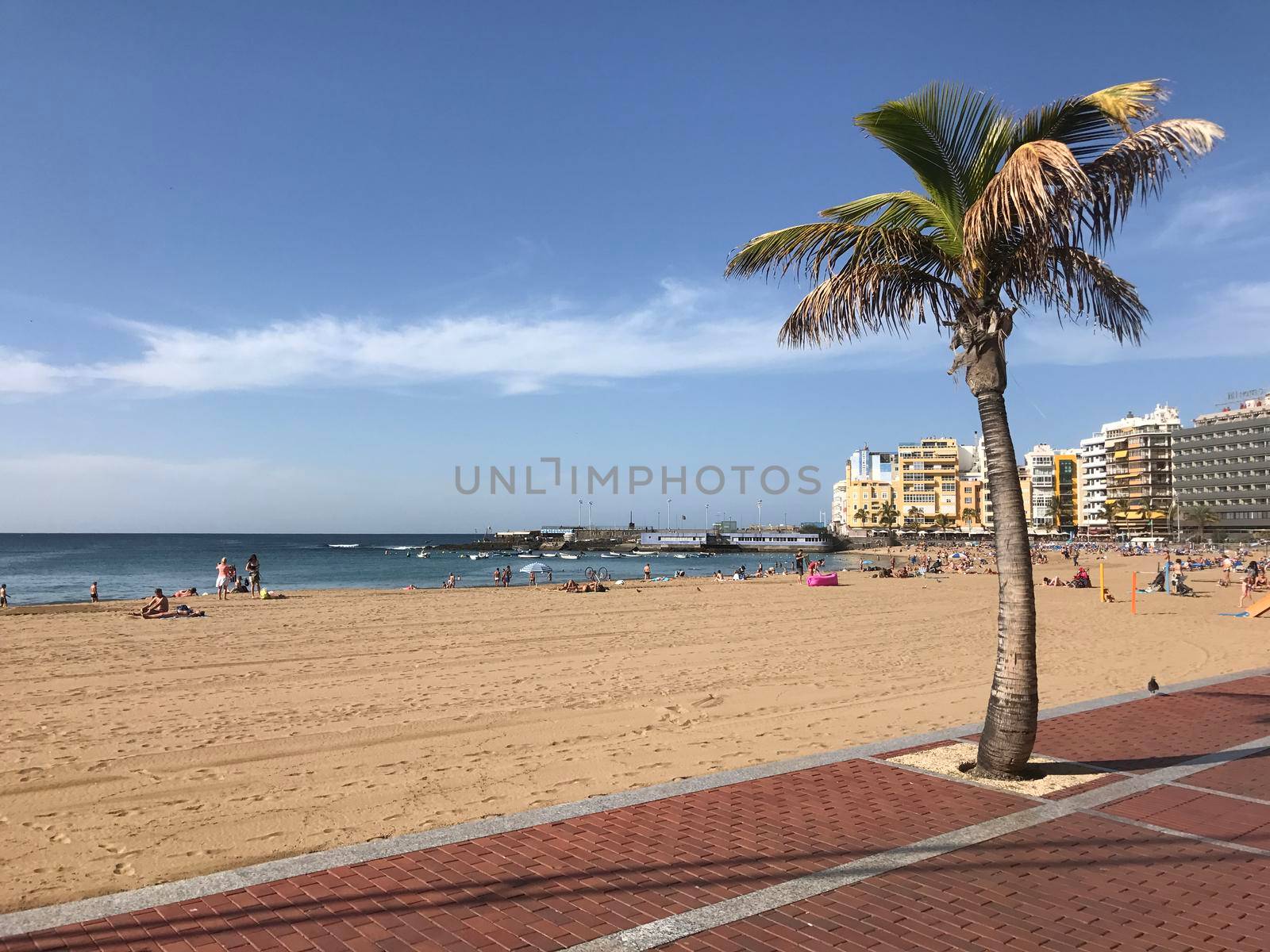 Palmtree at the boulevard of playa de Las Canteras in Las Palmas Gran Canaria