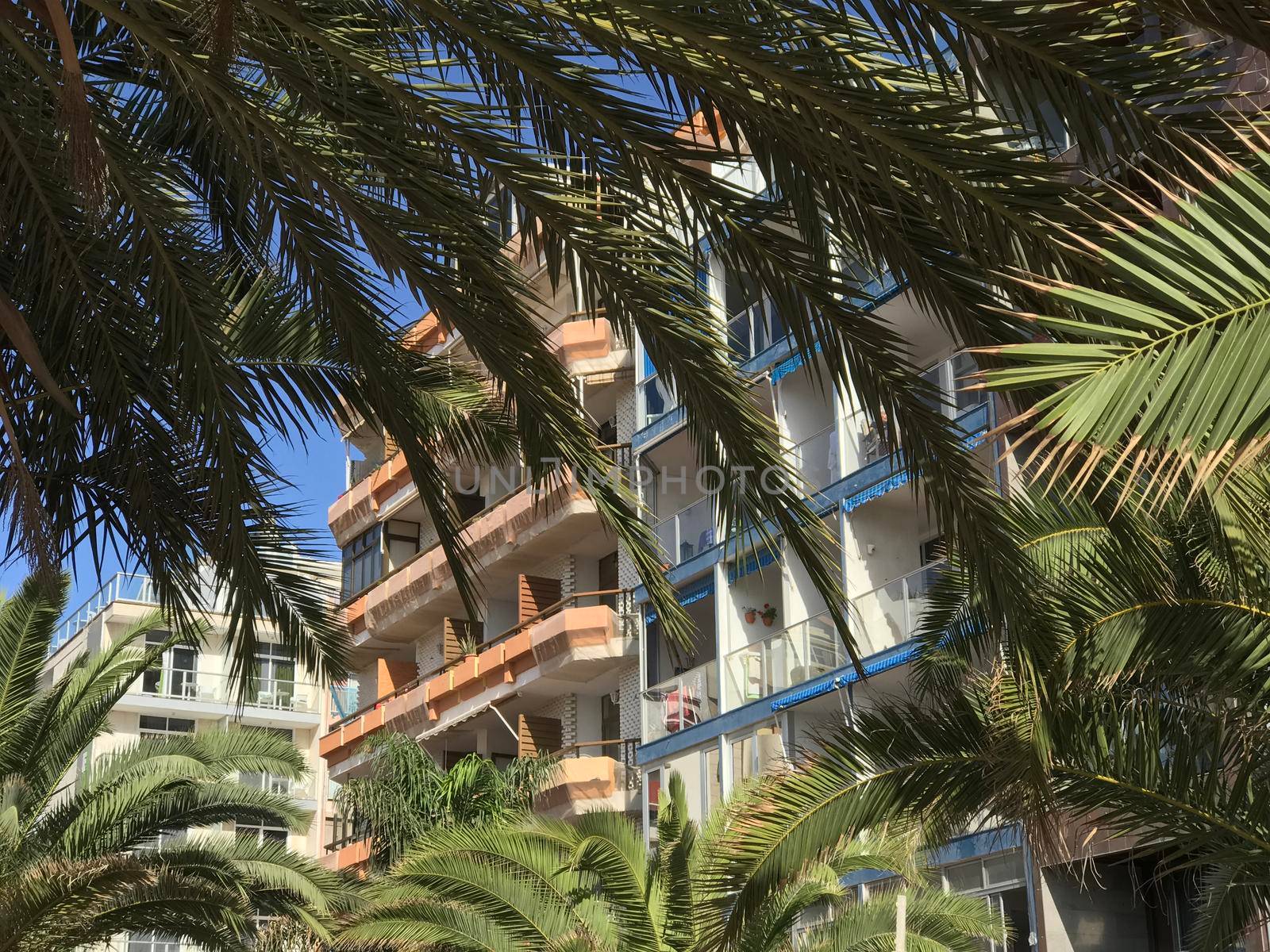 Apartments and palmtrees at playa de Las Canteras in Las Palmas Gran Canaria