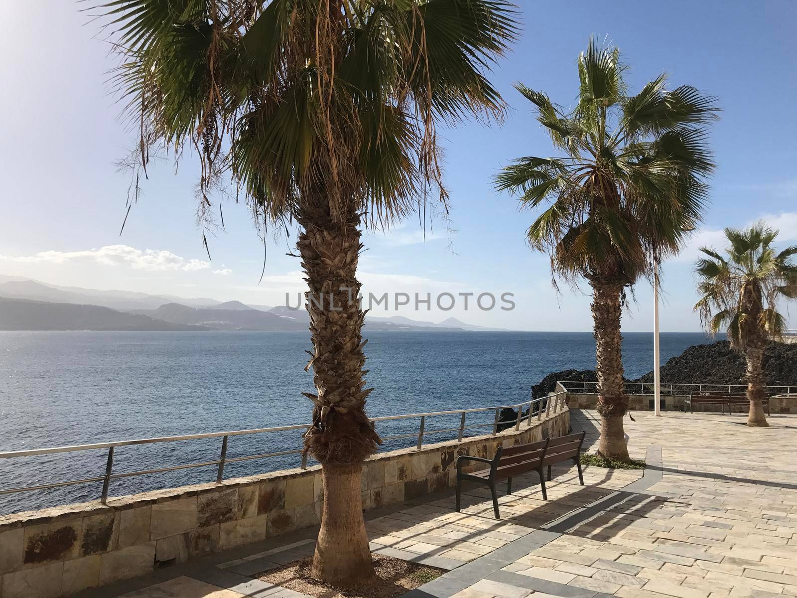 Palmtrees at the boulevard towards Confital in Las Palmas Gran Canaria