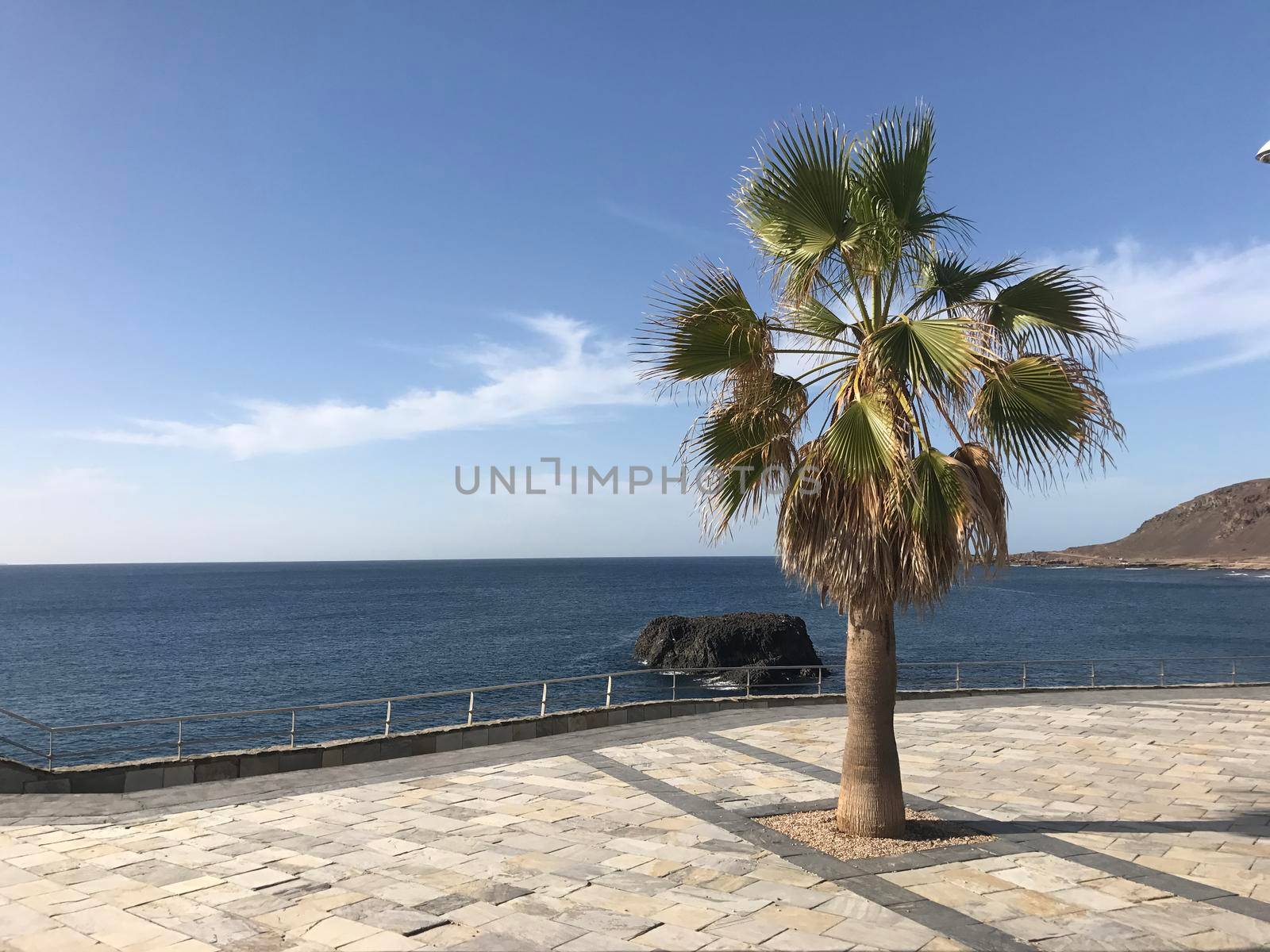 Palmtree at the boulevard towards Confital in Las Palmas Gran Canaria