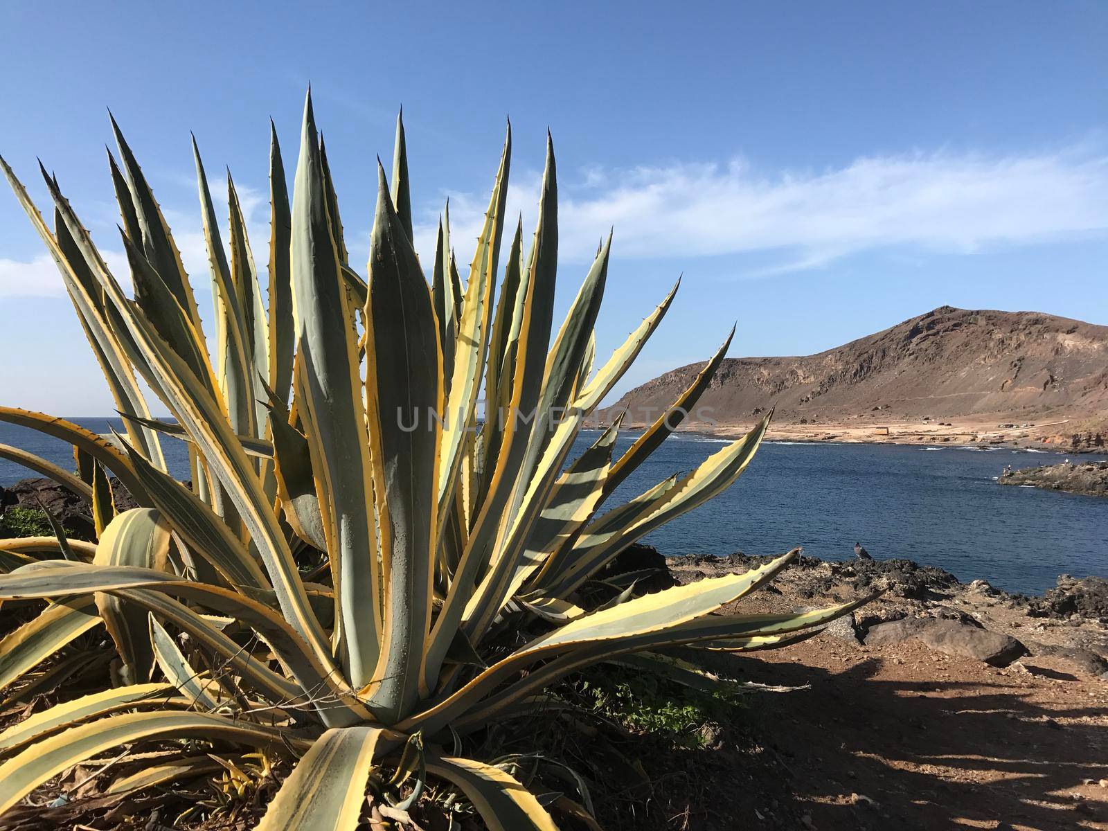 Cactus in front of Confital at La Isleta in Las Palmas Gran Canaria