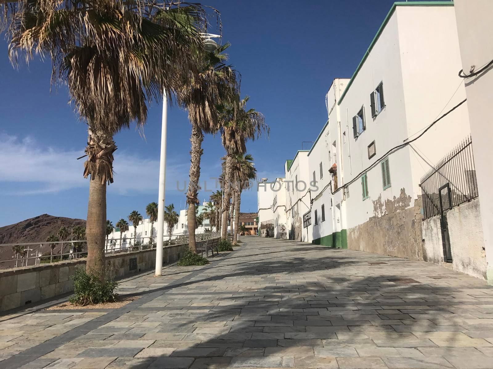 Palmtrees at the boulevard towards Confital in Las Palmas Gran Canaria