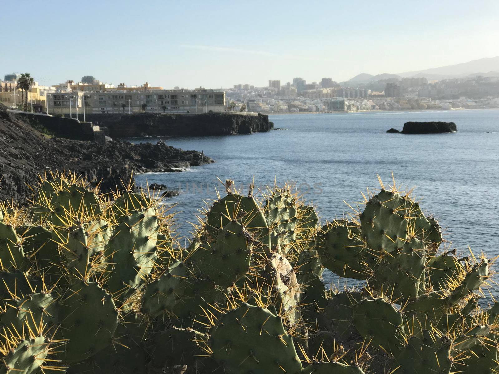 Cactus at Confital in Las Palmas Gran Canaria