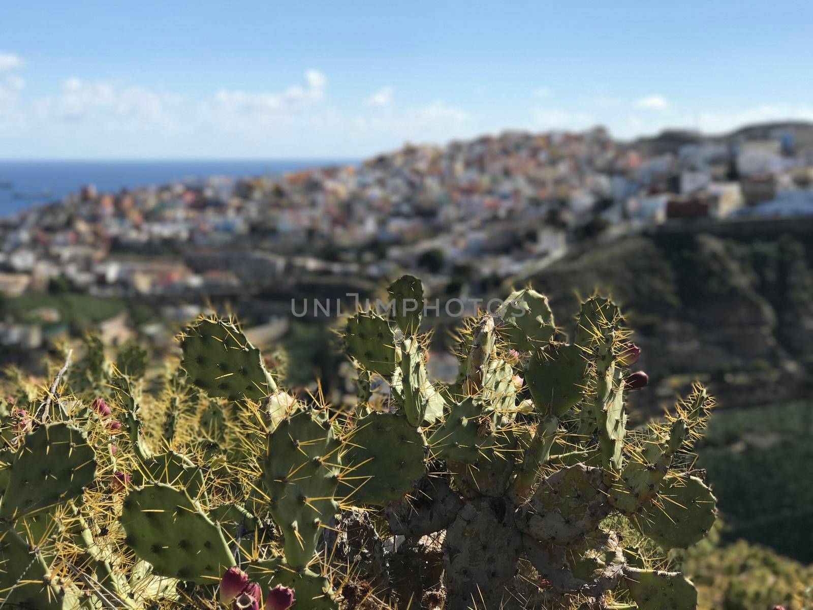 Looking over Las Palmas old town  by traveltelly