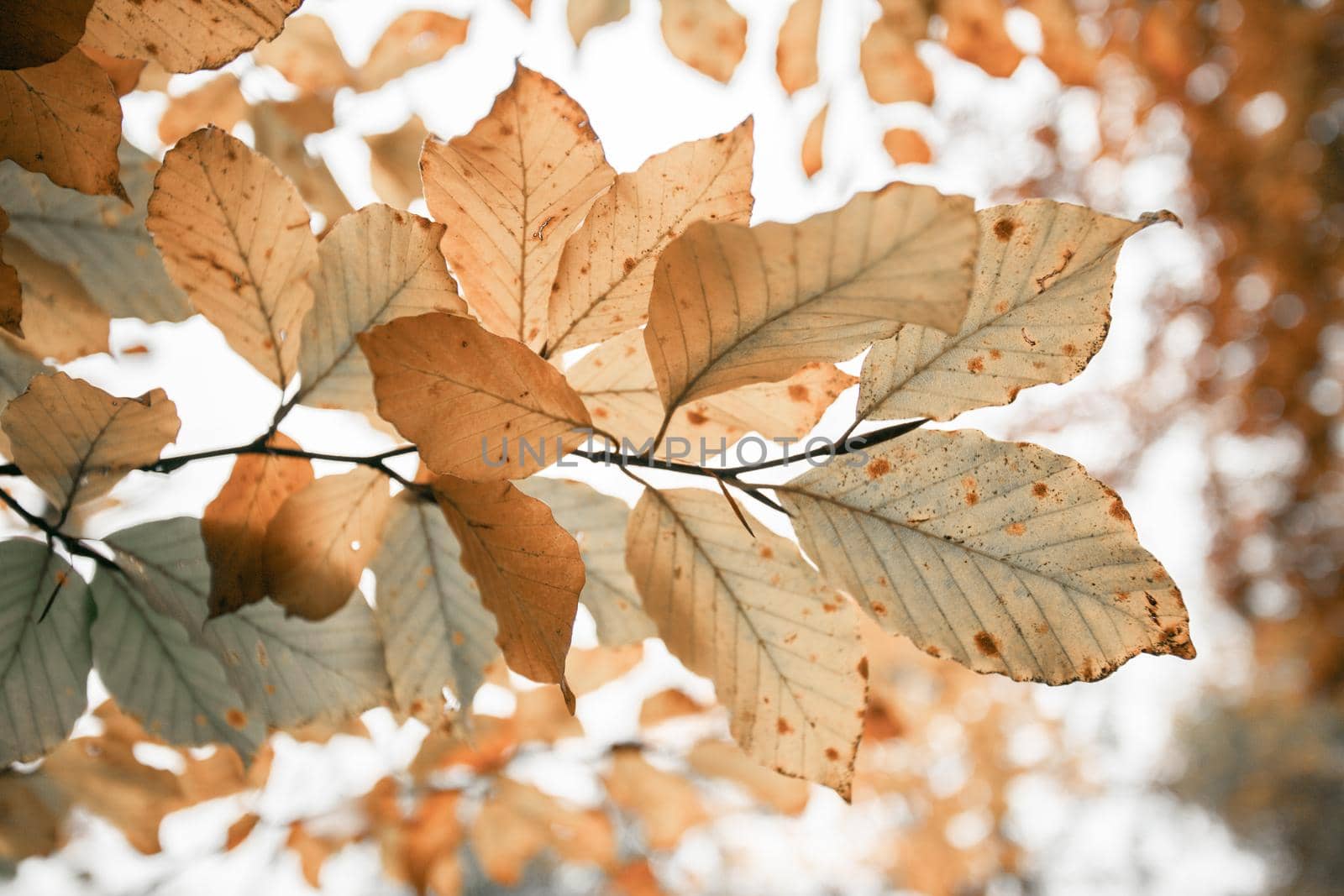 Colorful leaves in a park, autumn, copy space