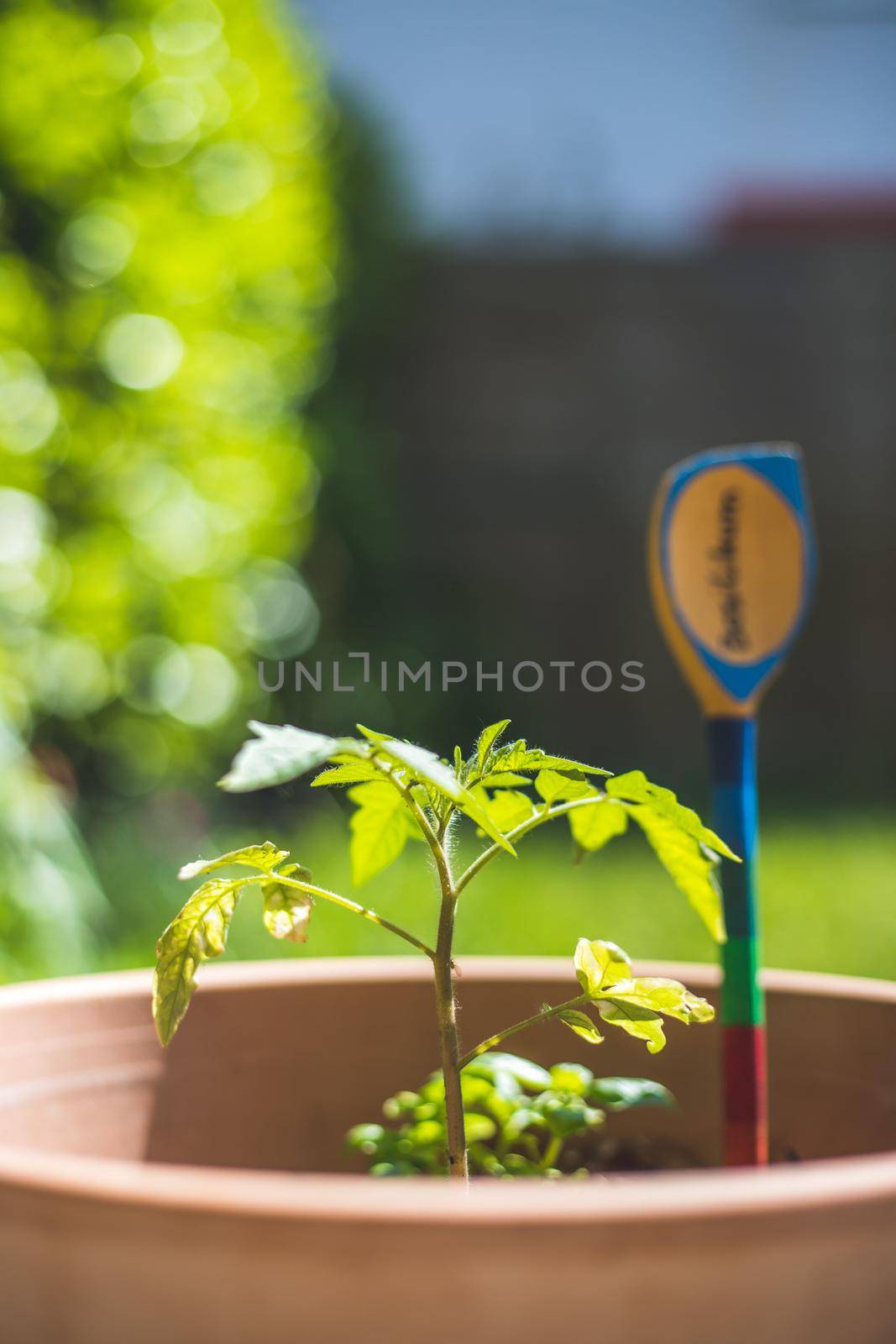 Young tomato plant is growing in a raised bed in the sunlight