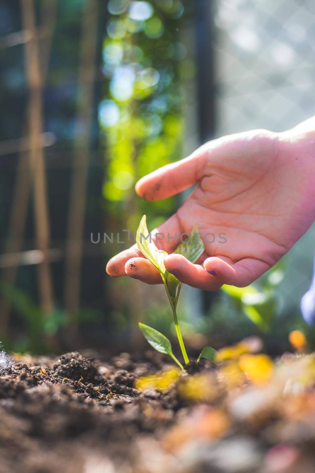 Sustainable and growth concept: Hand is planting a fresh seedling in the fruitful soil by Daxenbichler