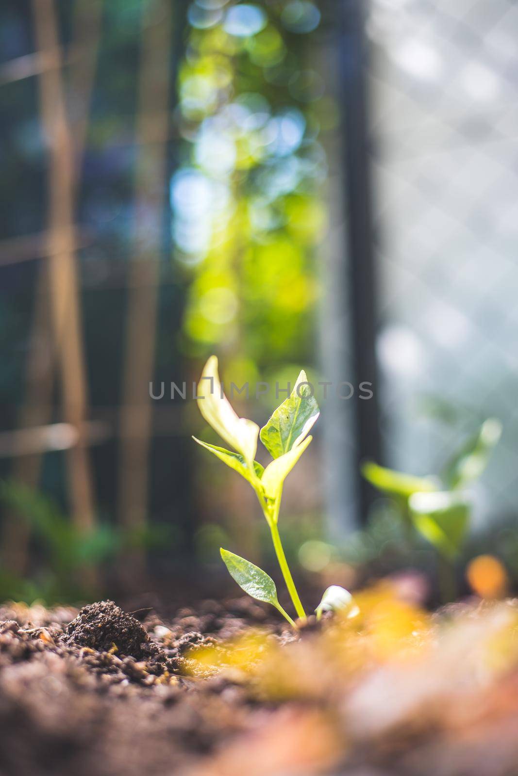 Young plant is growing in the sunlight