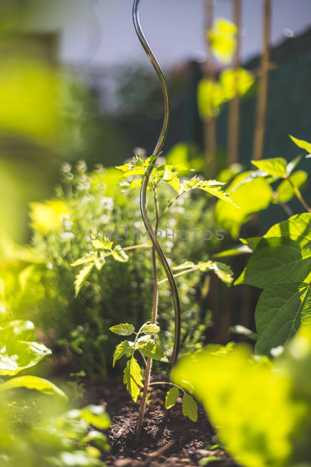 Young tomato plant is growing in a raised bed in the sunlight