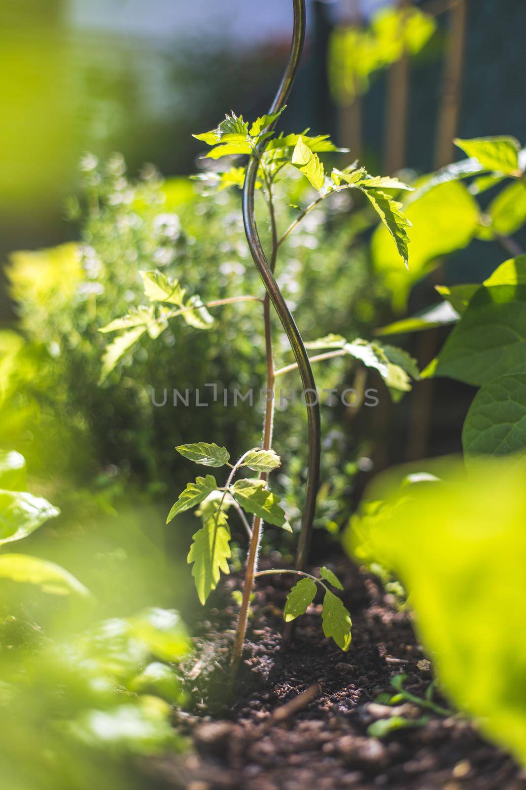 Tomato planting in the raised bed: young plants are growing in the sunlight by Daxenbichler