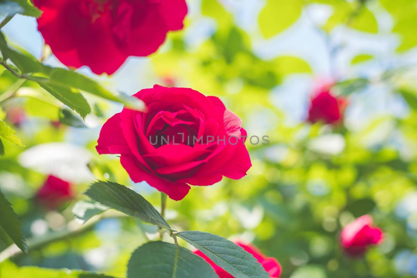 Close up picture of red roses in the own garden, spring time