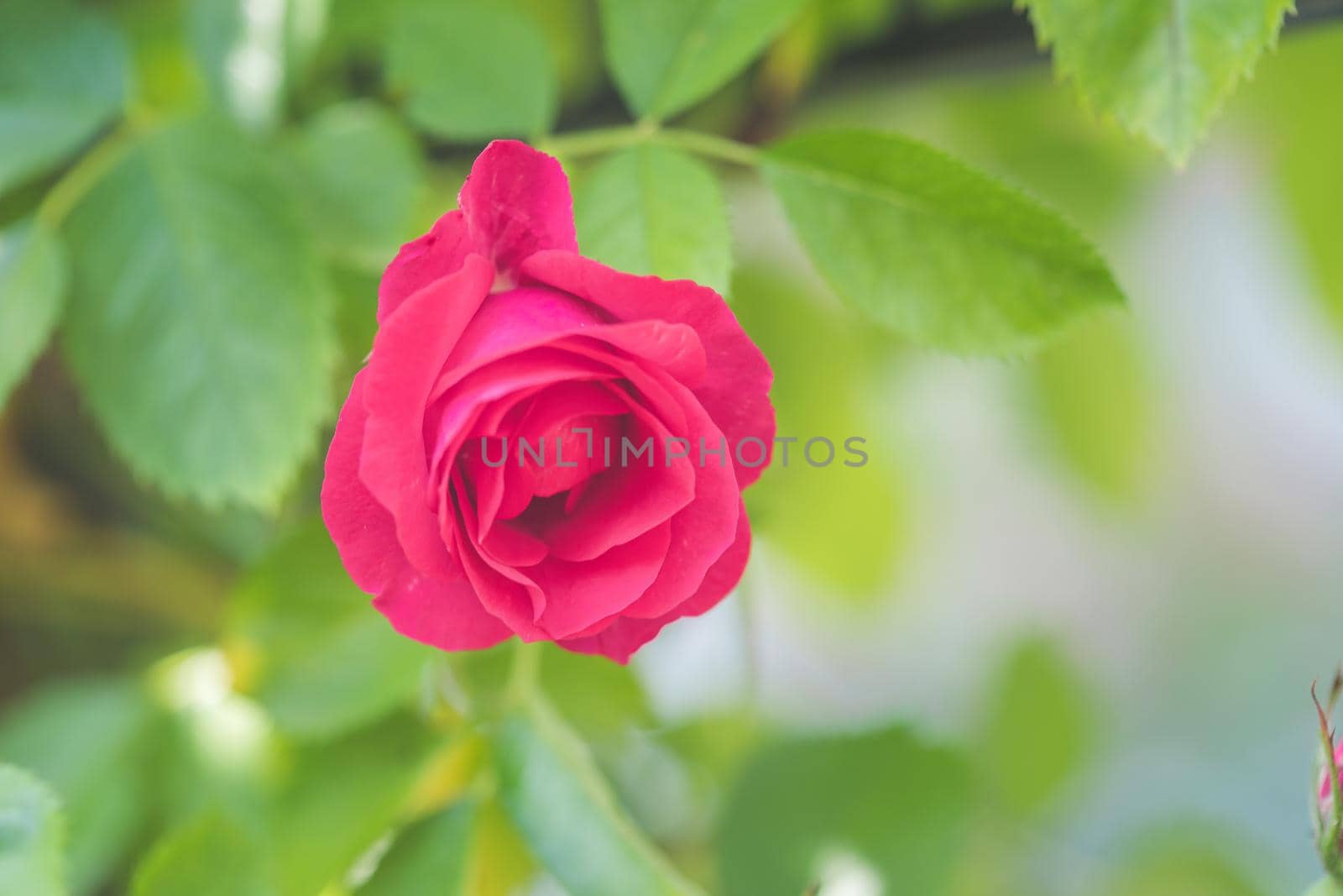 Close up picture of red roses in the own garden, spring time
