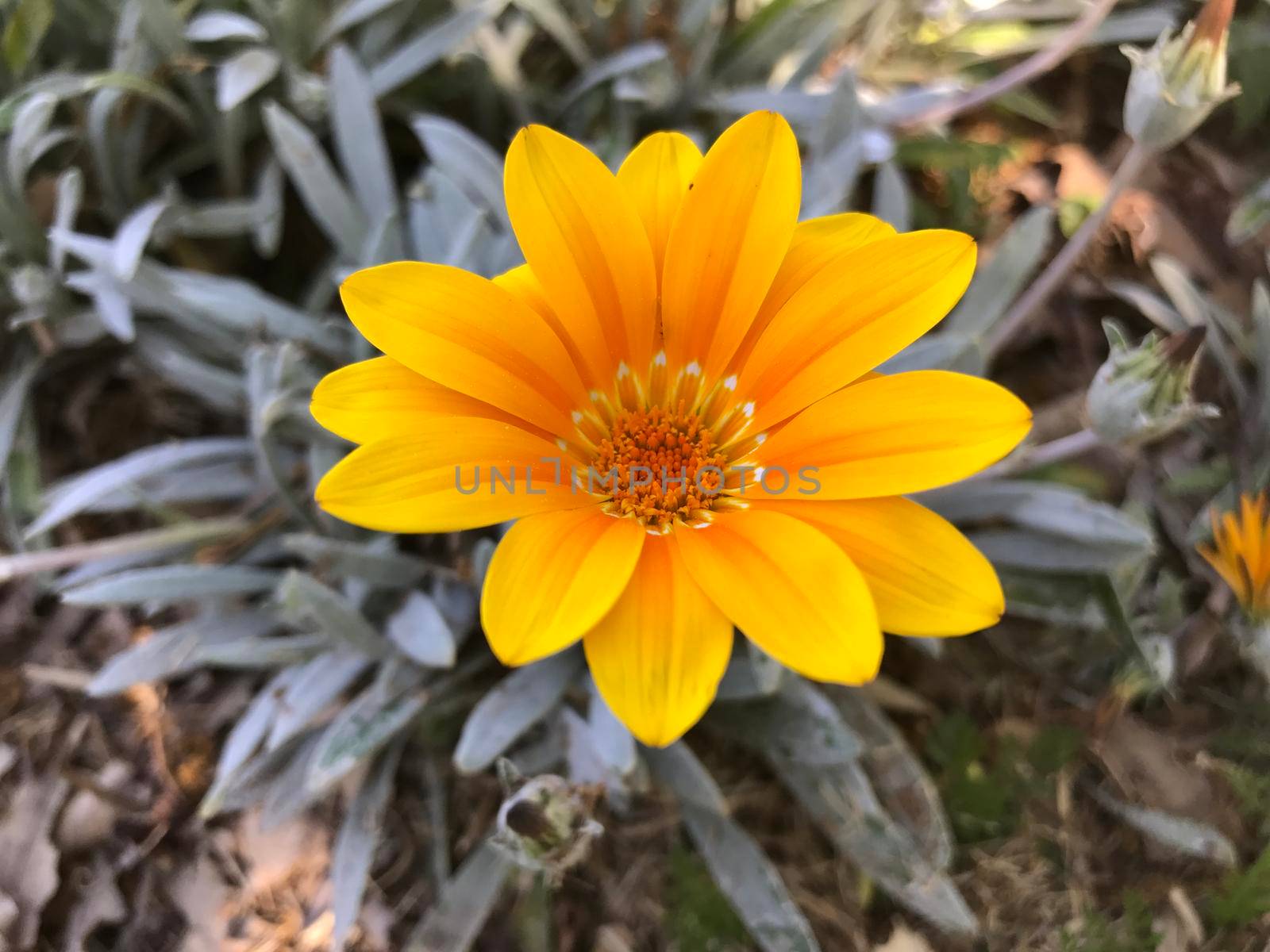 Gazania flower by traveltelly